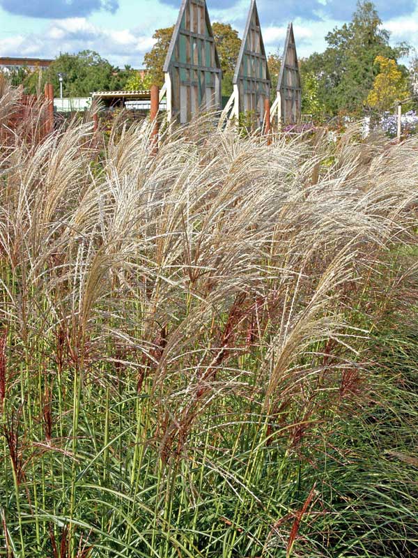 Halme mit silbrig-weißen Blüten von Miscanthus 'Ghana'