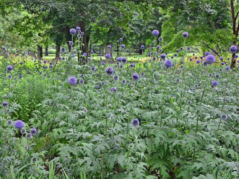 Echinops Taplow Blue in einer Gruppe gepflanzt, verschiedene Bäume sind im Hintergrund zu sehen