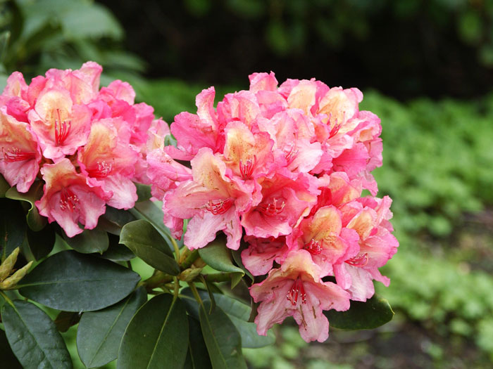 Rhododendron 'Brasilia'