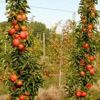 Obst-Säulen