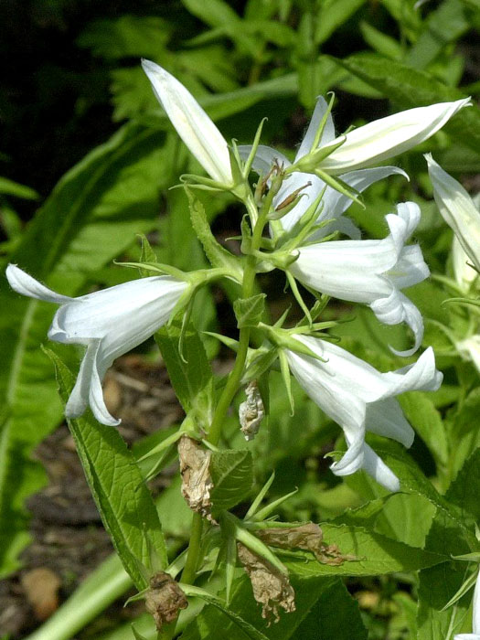 Campanula latifolia var. macrantha 'Alba', Breitblättrige weiße Wald-Glockenblume