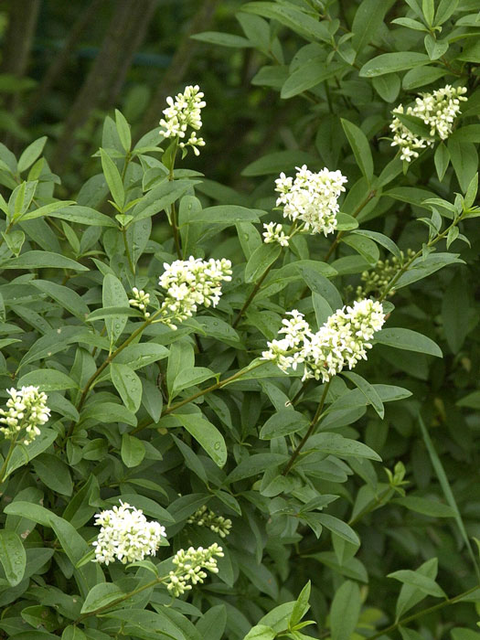 Ligustrum vulgare, Gemeiner Liguster