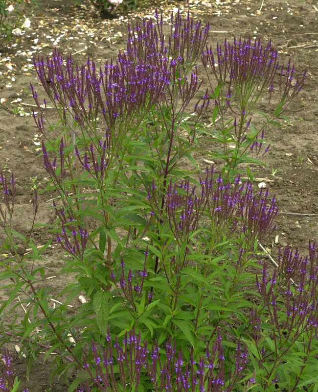 Verbena hastata 'Blue Spires' - Eisenkraut, Verbene