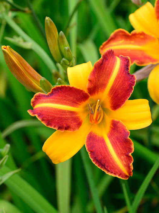 Hemerocallis x cultorum 'Frans Hals', Garten-Taglilie