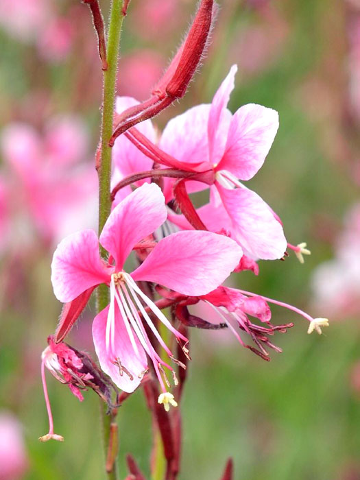 Gaura lindheimeri 'Siskiyou Pink', Prachtkerze, Präriekerze