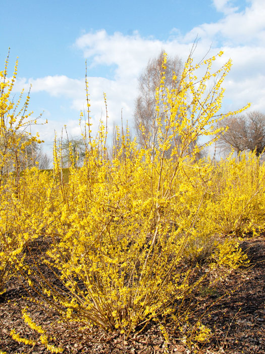 Die Forsythie 'Lynwood' während ihrer Blütezeit