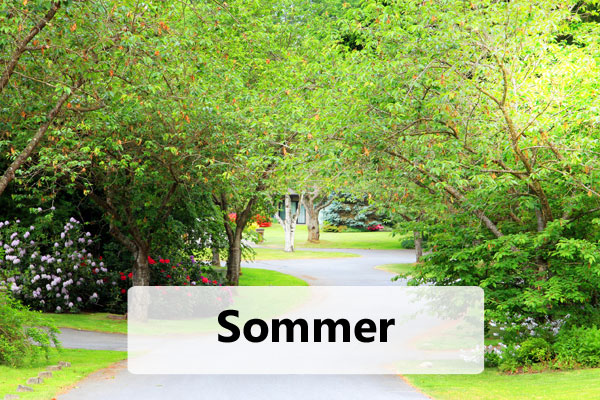 Das Gartenjahr: Der Sommer