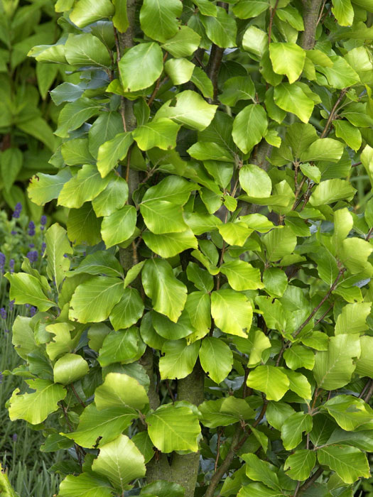 Fagus sylvatica 'Dawyck Gold', Gelbe Säulenbuche