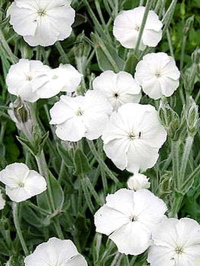 Lychnis (syn. Silene) coronaria 'Alba', Himalaya-Lichtnelke, Kronen-Lichtnelke, Samtnelke