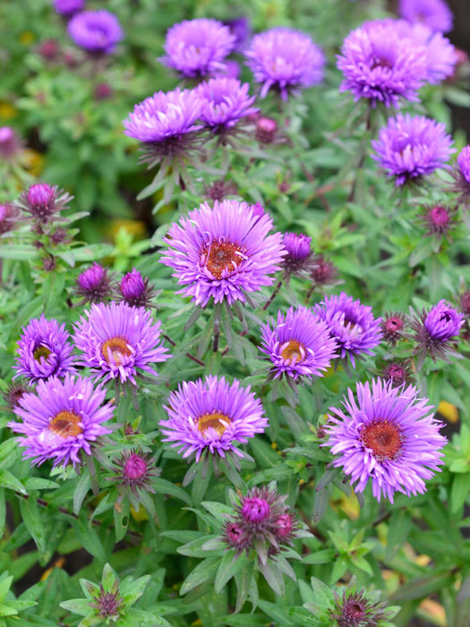 Aster novae-angliae 'Purple Dome', Raublatt-Aster