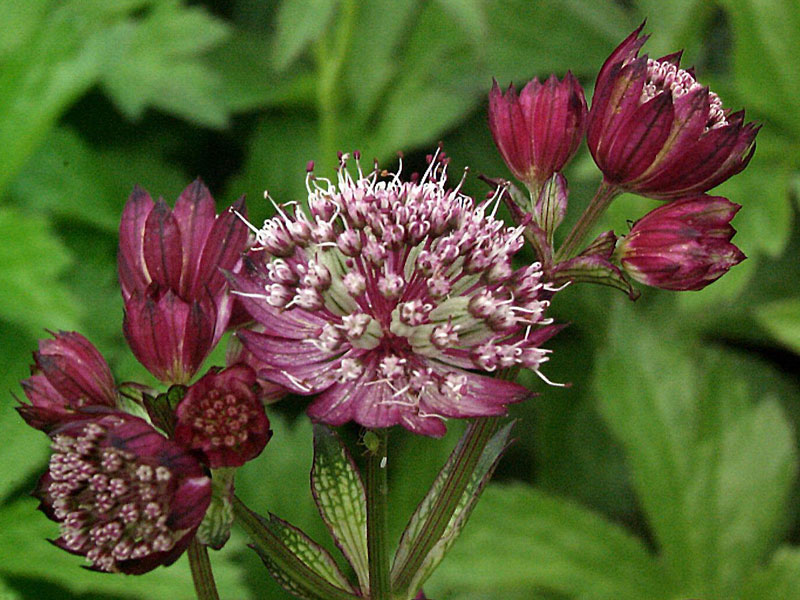 Astrantia major 'Moulin Rouge', Große Sterndolde