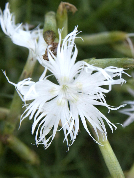 Dianthus arenarius, Sandnelke, Heidenelke