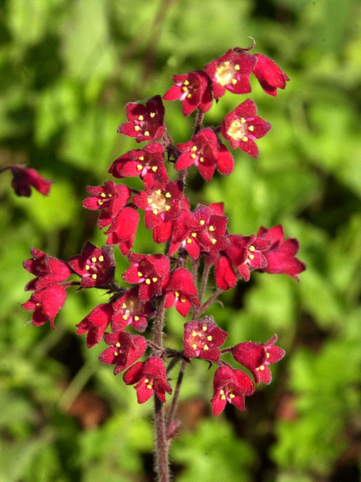 Heuchera sanguinea 'Leuchtkäfer', Purpurglöckchen, Purpurblatt