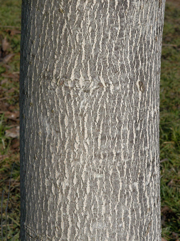 Juglans regia, Walnuss-Sämling