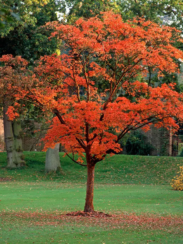 Acer griseum, Zimtahorn - Hochstamm