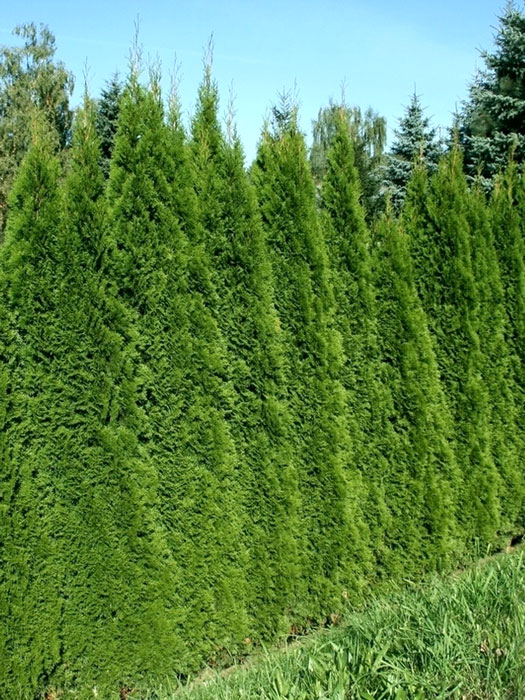 Thuja Smaragd Hecke