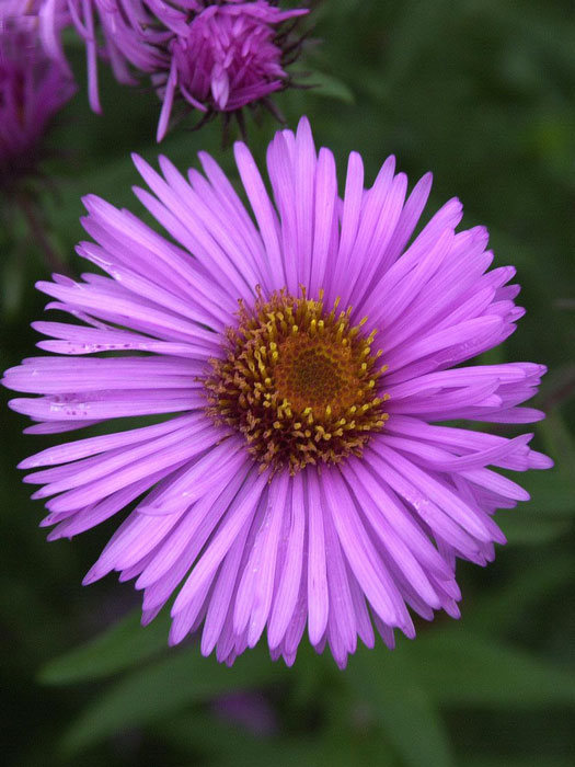 Aster novae-angliae 'Barr's Pink', Raublatt-Aster