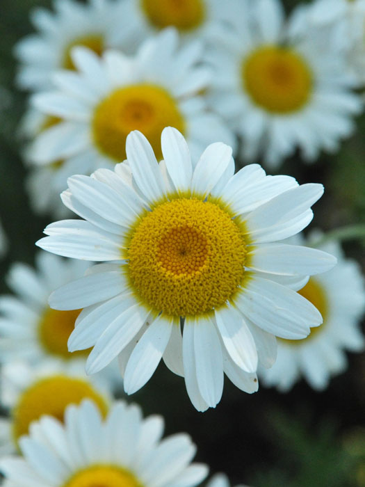 Anthemis tinctoria 'Sauce Hollandaise', helle Färberkamille,