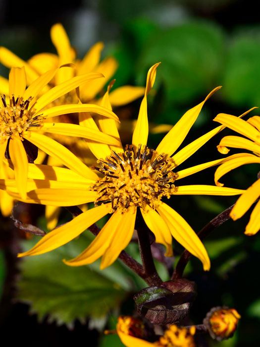 Ligularia dentata 'Othello', Japanischer Goldkolben, Kreuzkraut, Purpur-Greiskraut