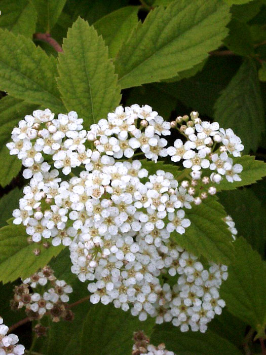 Spiraea decumbens, Zwergspiere, Polster Spiere, Kärntner Spiere