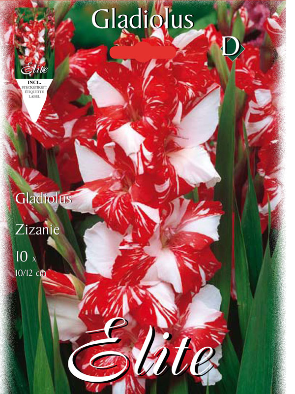 Großblumige Gladiole 'Zizanie', Gladiolus (Art.Nr. 521328)