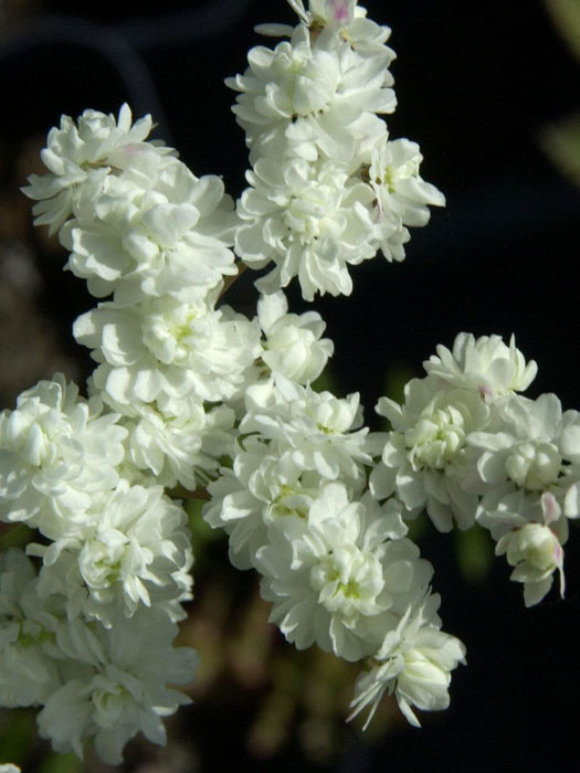 Filipendula vulgaris 'Plena', Knollen-Mädesüß, kleines Mädesüß