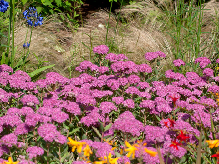 Sedum spectabile 'Carl', Rosa Mauerpfeffer, Steinbrech, Hohe Fetthenne, Fettblatt