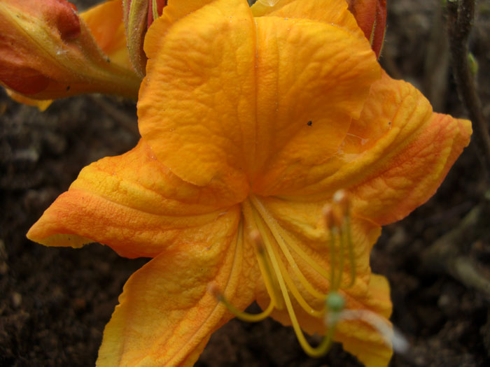 Rhododendron luteum 'Klondyke', sommergrüne japanische Gartenazalee