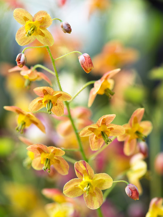 sommerliche gelb-orange Blüte der Elfenblume 'Orangekönigin'