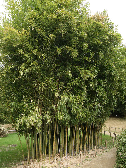 Phyllostachys atrovaginata 'Green Parfume'