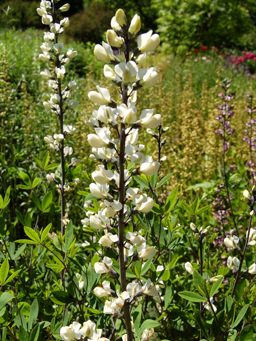 Blüten der weissen Indigolupine