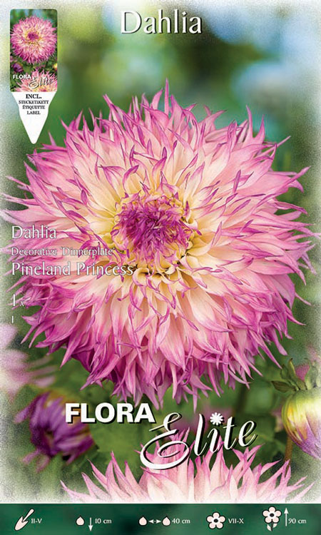 Schmuck-Dahlie 'Pineland Princess', Dahlia (Art.Nr. 520333)