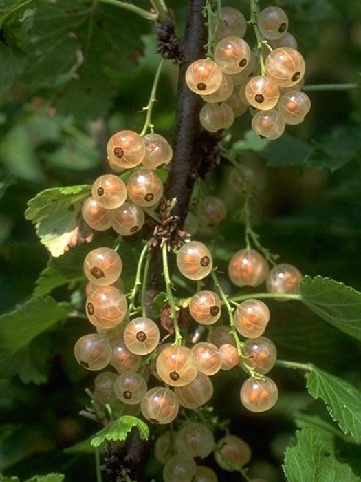 Johannisbeere 'Weiße Versailler'