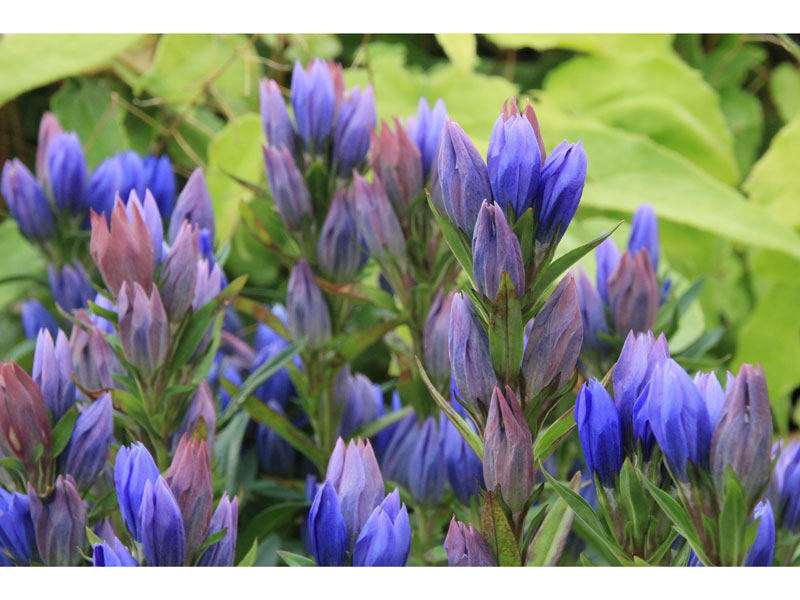 Gentiana makinoi 'Blue Star', Japanischer Enzian