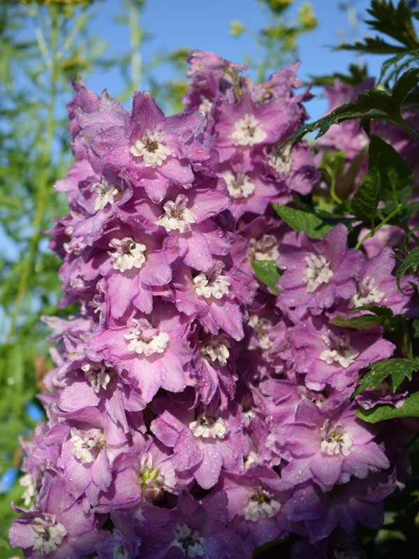 Delphinium Magic Fountain 'Deep Rose', Gefüllter Rittersporn