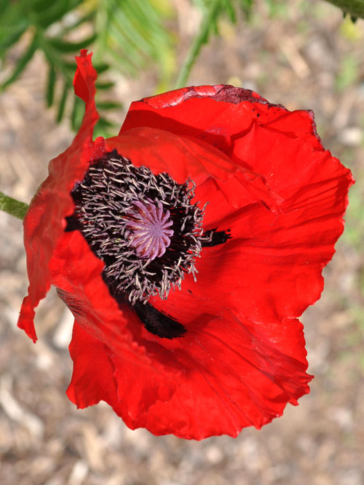 Papaver orientale 'Beauty of Livermere', Türkischer Mohn