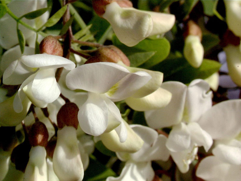 Robinia pseudoacacia 'Tortuosa', Korkenzieher-Robinie