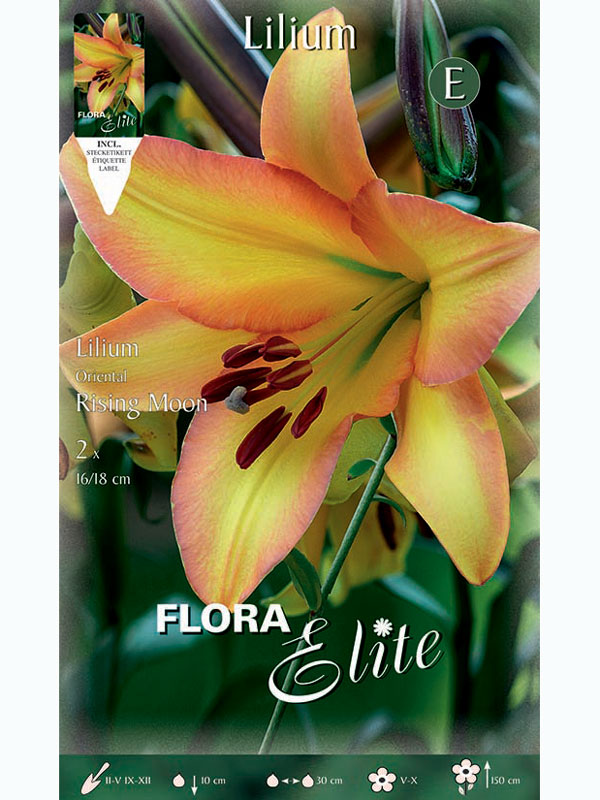 Orientalische Lilien-Hybride 'Rising Moon', Lilium (Art.Nr. 5217290)