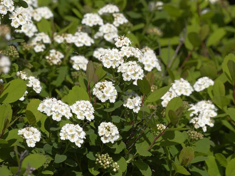 Spiraea betulifolia, Birkenblättrige Spiere