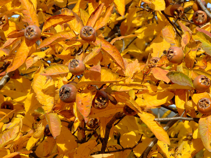 Mespilus germanica im Herbst