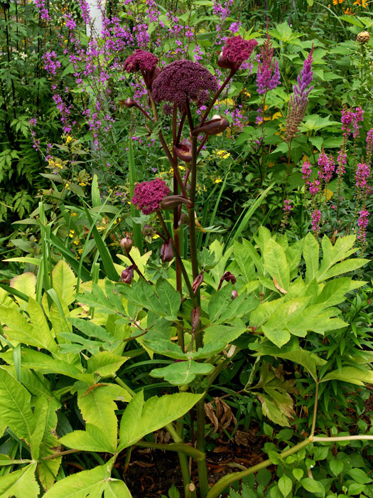 Angelica gigas, Roter Engelwurz, Dreieinigkeitswurzel