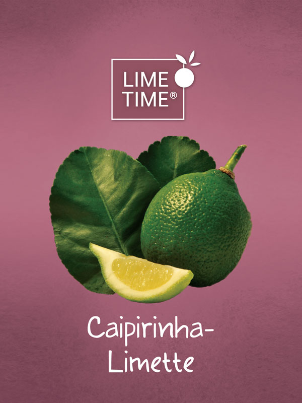 Limettenbaum 'Caipirinha-Limette' - Lime Time®