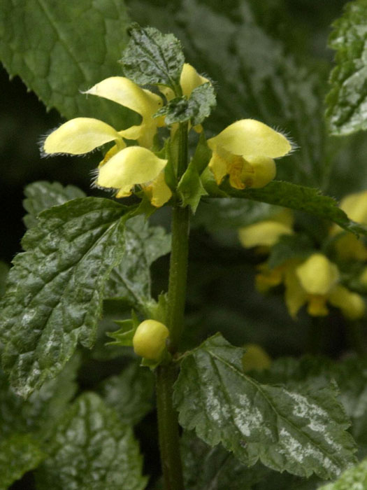 Lamiastrum galeobdolon 'Florentinum', Goldnessel, florentiner Goldnessel