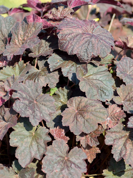 Heuchera x hybrida 'Mocha'®, Purpurglöckchen, Purpurblatt