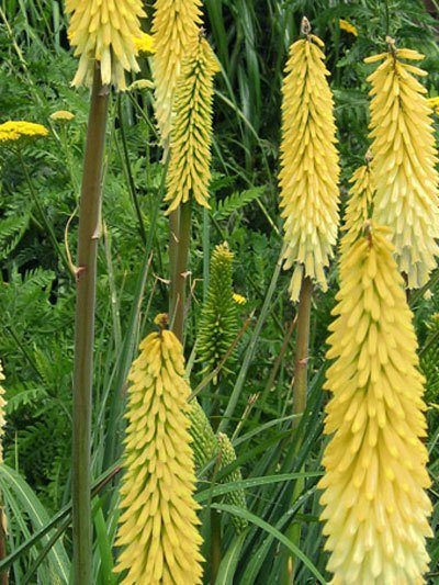 Kniphofia uvaria 'Little Maid', Kleine Fackellilie