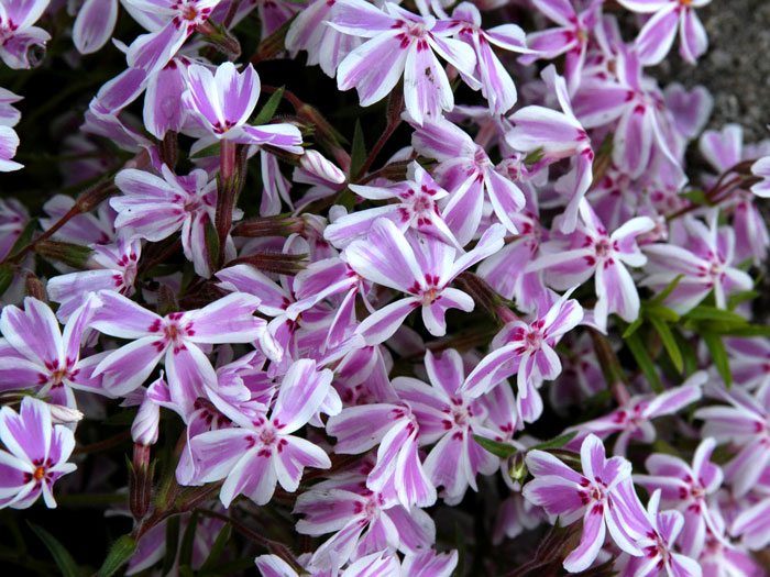 Phlox subulata 'Candy Stripes', Polster-Phlox Teppich-Phlox, Teppich-Flammenblume