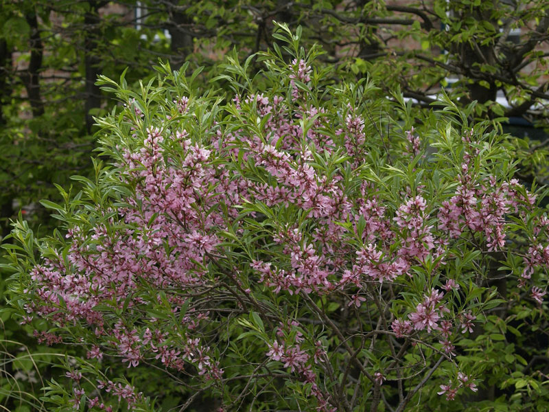 Prunus tenella 'Fire Hill' - Zwerg-Ziermandel