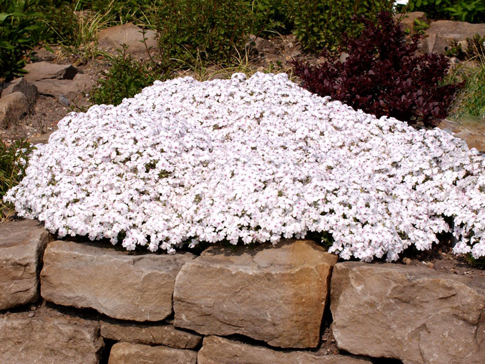 Phlox subulata 'Amazing Grace', Polster-Phlox, Teppich-Phlox, Teppich-Flammenblume