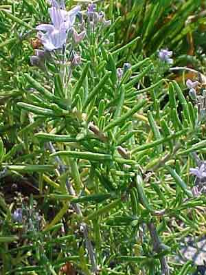 Rosmarin, Rosmarinus officinalis