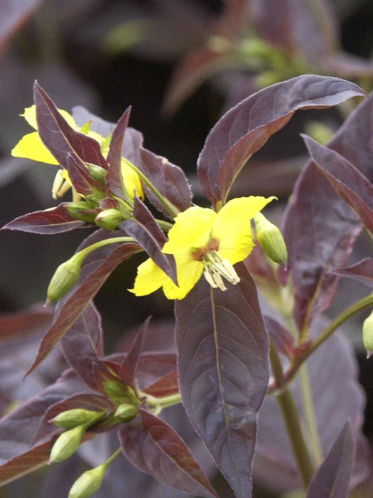 Lysimachia ciliata 'Firecracker', Bronze-Felberich, Gelbweiderich